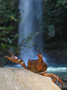 wet crab at waterfall